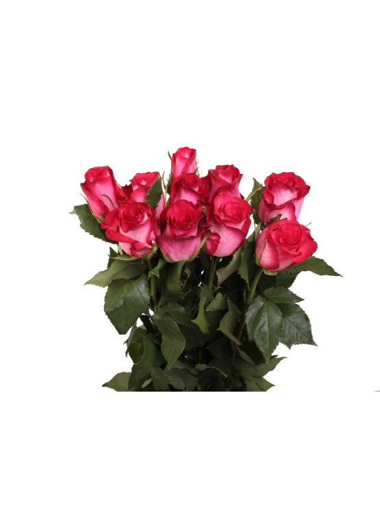 15 Роз Николетта 50 см (красная с белым оттенком )