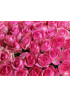 151 Бело-розовая роза Кэнди Аваланж (Candy Avalanche) 70см