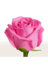 Роза Аква (Aqua) Розовая 70 см