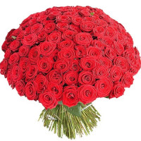 101 красная роза Ред Наоми (Red Naomi) 70см