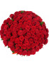 75 красных роз Ред Наоми (Red Naomi) 40см