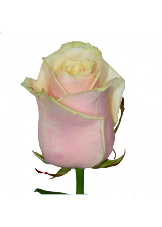 Роза Талея (Talea) Кремово-розовая