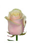 Роза Талея (Talea) Кремово-розовая 100 см