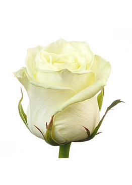 Белые Розы Вайт Наоми (White Naomi)