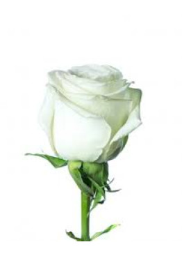 Роза Альба ( Alba) белая 60см