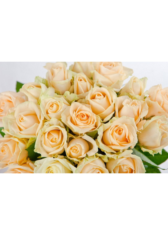 101 Кремовая роза Аваланж Пич (Avalanche Peach) 50см