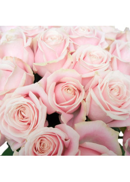 31 Бело-розовая роза Свит Аваланж (Sweet Avalanche) 60см
